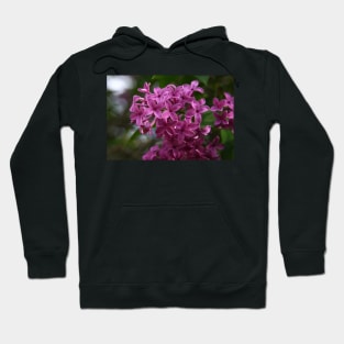 Lilacs Hoodie